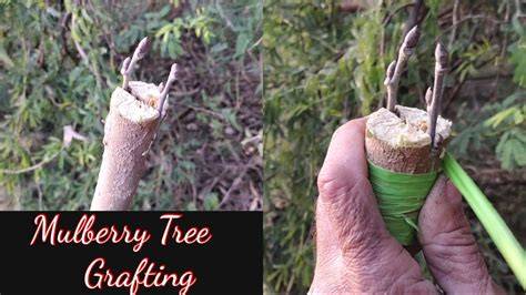 mulberry grafting layout diagram