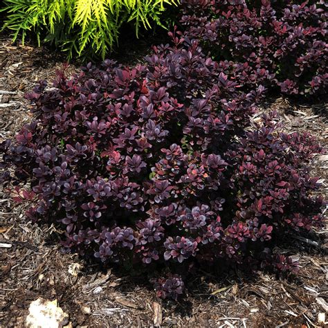 Sunjoy Todo barberry in sunny border