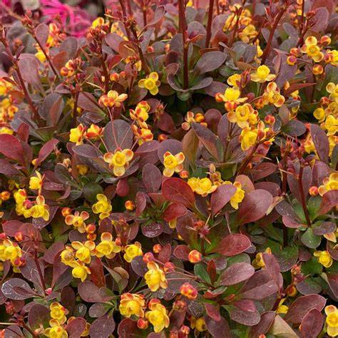 Sunjoy Todo growth habit and color