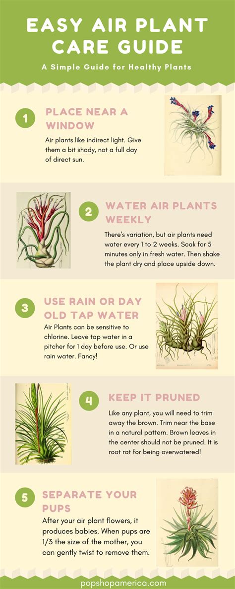 air plant care indoor infographic
