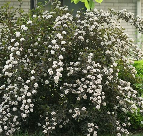 Garden showy shrub infographic
