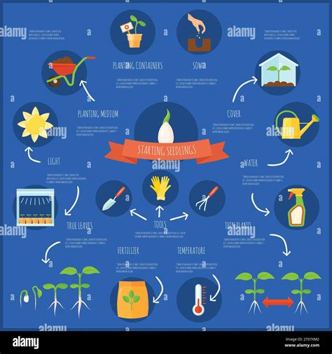 Wholesale seedling categories infographic