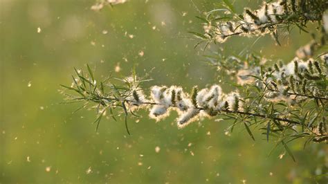 willow seed dispersal and morphologies map