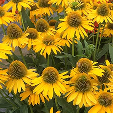 Kismet Yellow Coneflower bloom palette