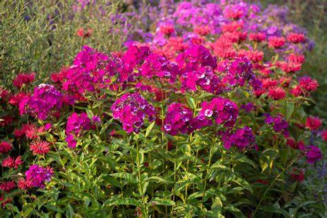 phlox care guide illustration for pink flame and borders