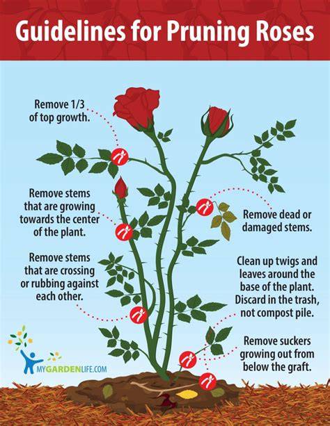 rose pruning timing and techniques infographic