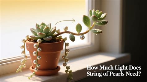 string of pearls care light placement