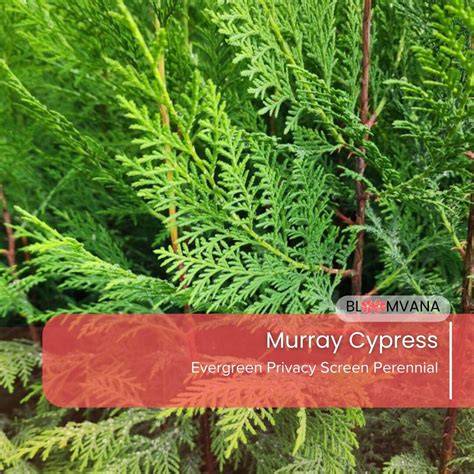 privacy screen Leyland Cypress Murray illustration
