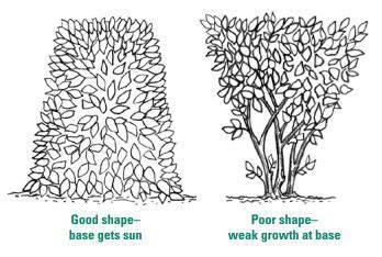 illustrative diagram of privet pruning shapes