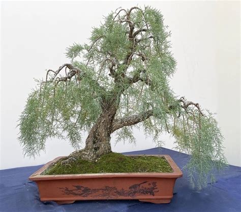 mesquite bonsai visual guide (seedling to mature)