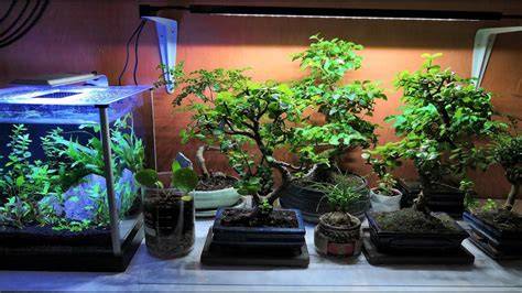 Indoor bonsai care and setup