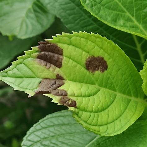 Brown spots on hydrangea leaves infographic
