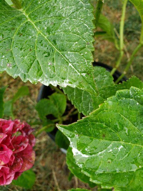 Powdery mildew on hydrangea leaves image