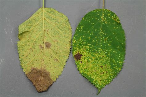Rust on hydrangea leaves illustration