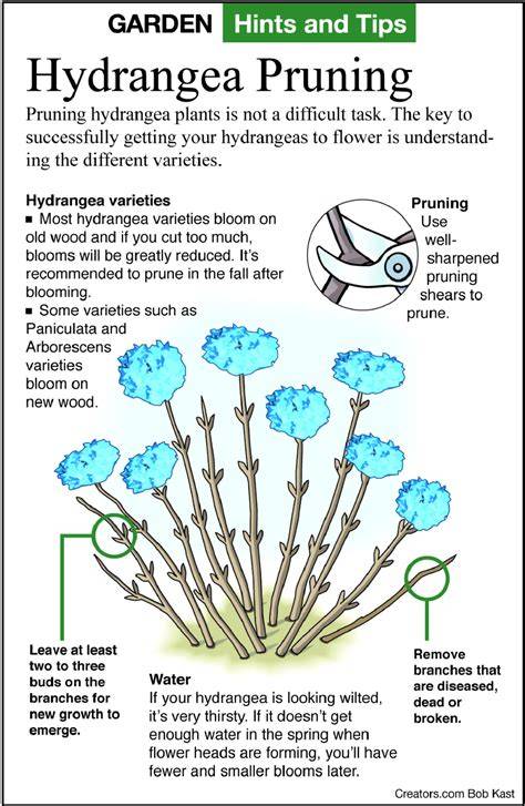 Hydrangea care and pruning diagram