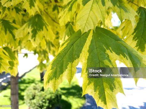variegated maple leaves close-up