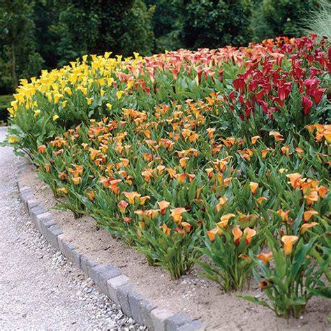 copper calla lily garden layout