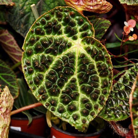 closeup bullated leaves Begonia ferox