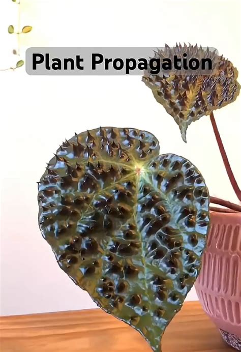 Begonia ferox leaf propagation wedges