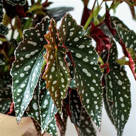 indoor begonia hiemalis bright indirect light spot