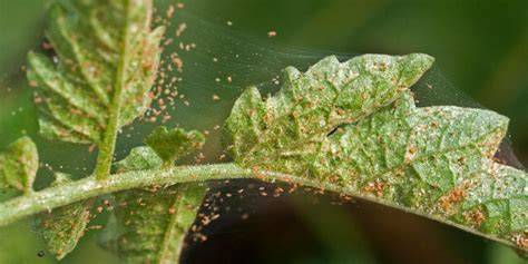 spider mites on plant leaves closeup