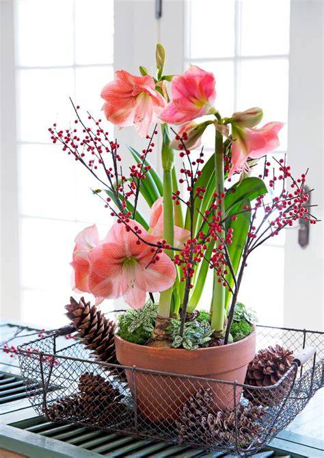 Amaryllis bulb and flowering spike arrangement