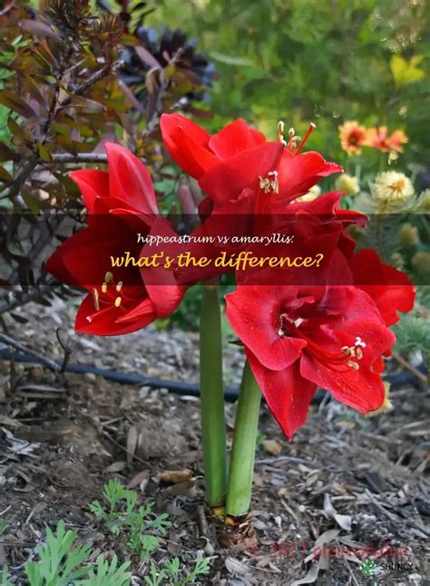 Hippeastrum vs Amaryllis: true differences