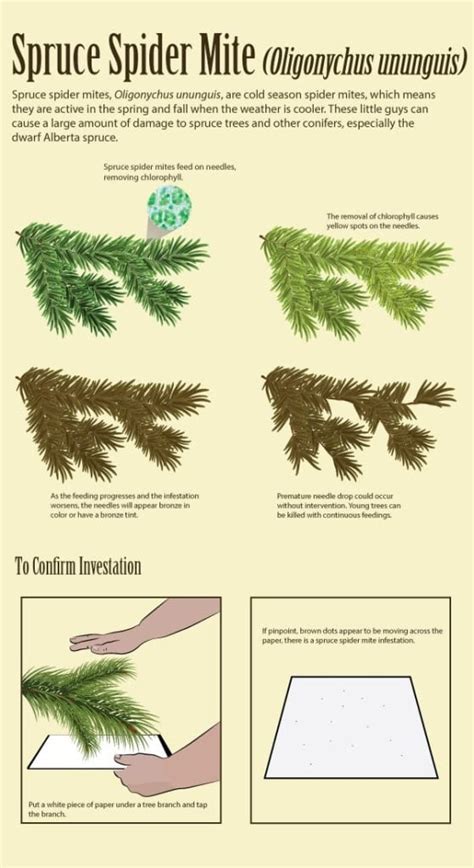Infographic identifying spruce spider mite signs