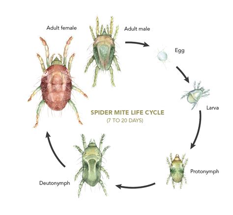 Lifecycle diagram of spruce spider mite stages
