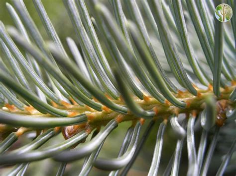 Close-up of stippling and bronzing on spruce needles