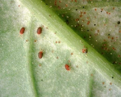 Beneficial predators of spruce spider mites