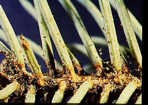 Map of spruce spider mite distribution in North America