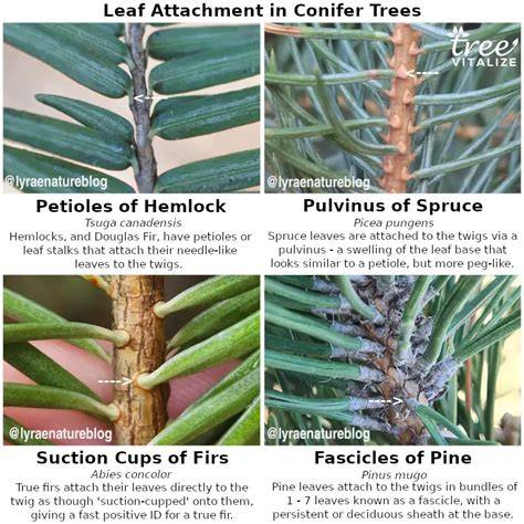 Healthy spruce needles vs. heavily infested needles