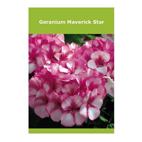 maverick star geranium pink white bicolor cluster
