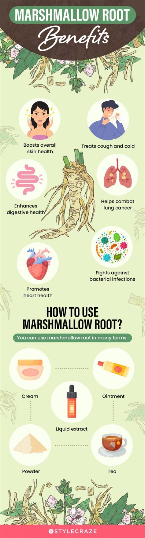 illustrative diagram of marshmallow root mucilage coating mucous membranes