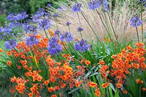 crocosmia planting in sun and border