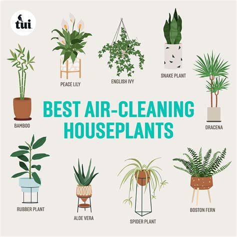 air-purifying plants layout infographic