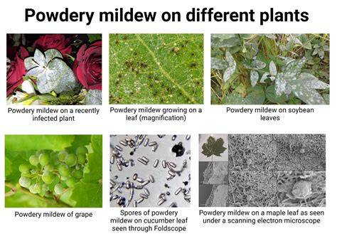 illustration of lantana powdery mildew symptoms