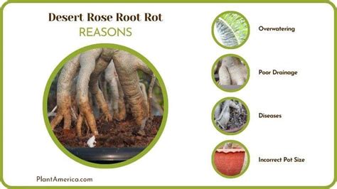 diagram of desert rose root system and drainage