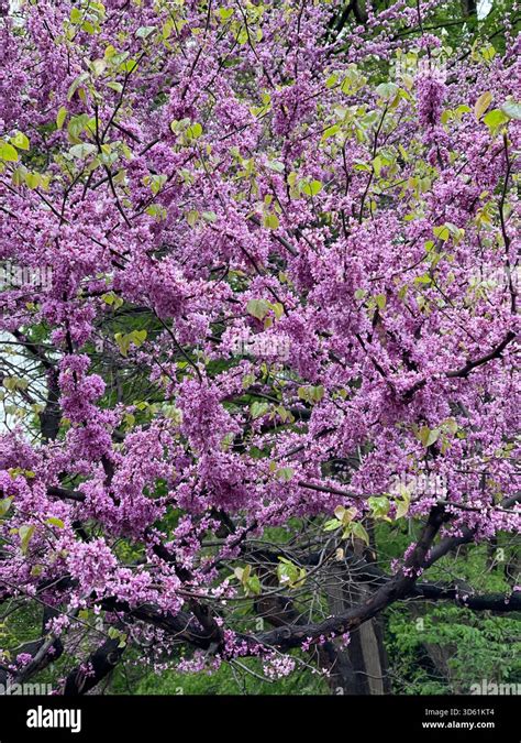 Lavender-pink redbud blossoms in spring