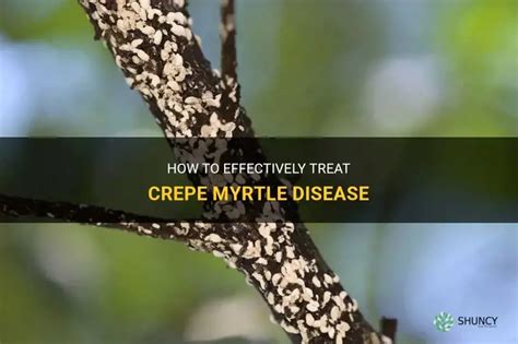 Crepe myrtle disease and care infographic