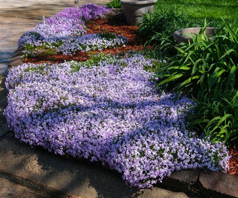Groundcover spread and blooms
