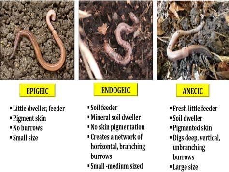 Illustration of three main earthworm types in soil